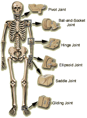 Location Of Various Joints In A Human Skeleton CSEC / CXC exams Biology